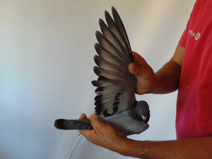Pigeon image