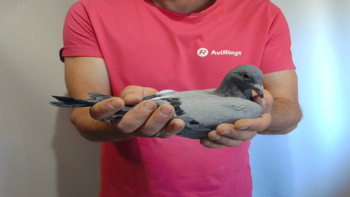 Pigeon image