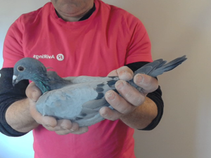 Pigeon image