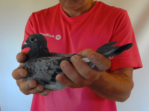 Pigeon image