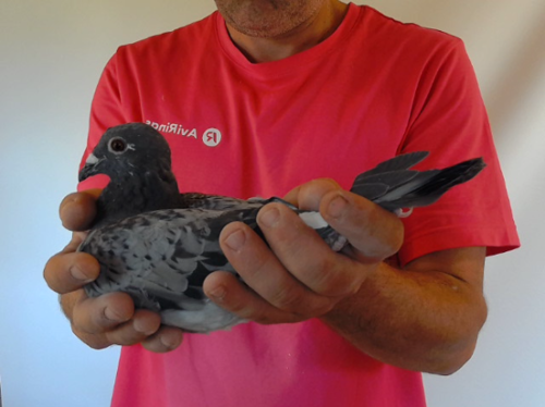 Pigeon image