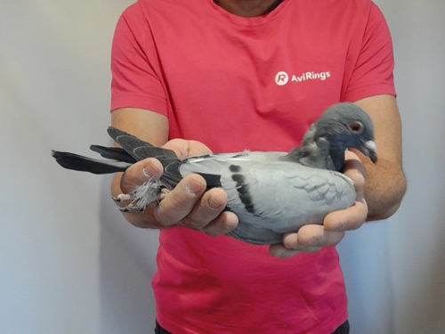 Pigeon image