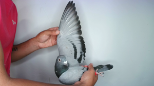 Pigeon image