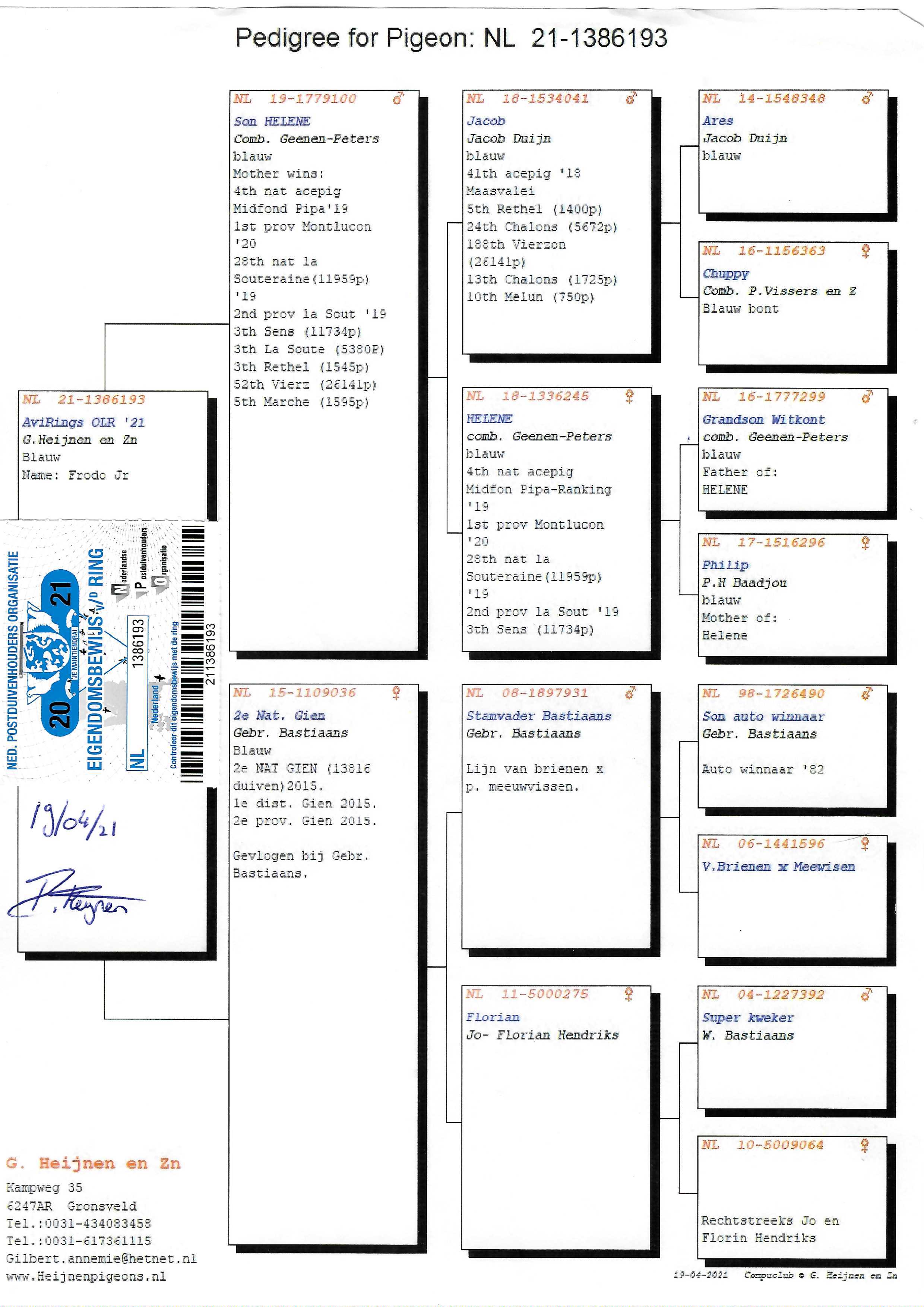 Pigeon pedigree image