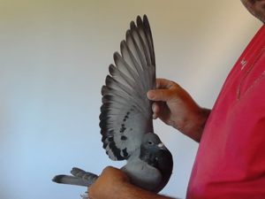 Pigeon image