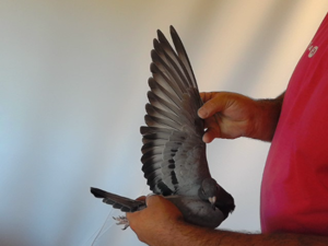 Pigeon image