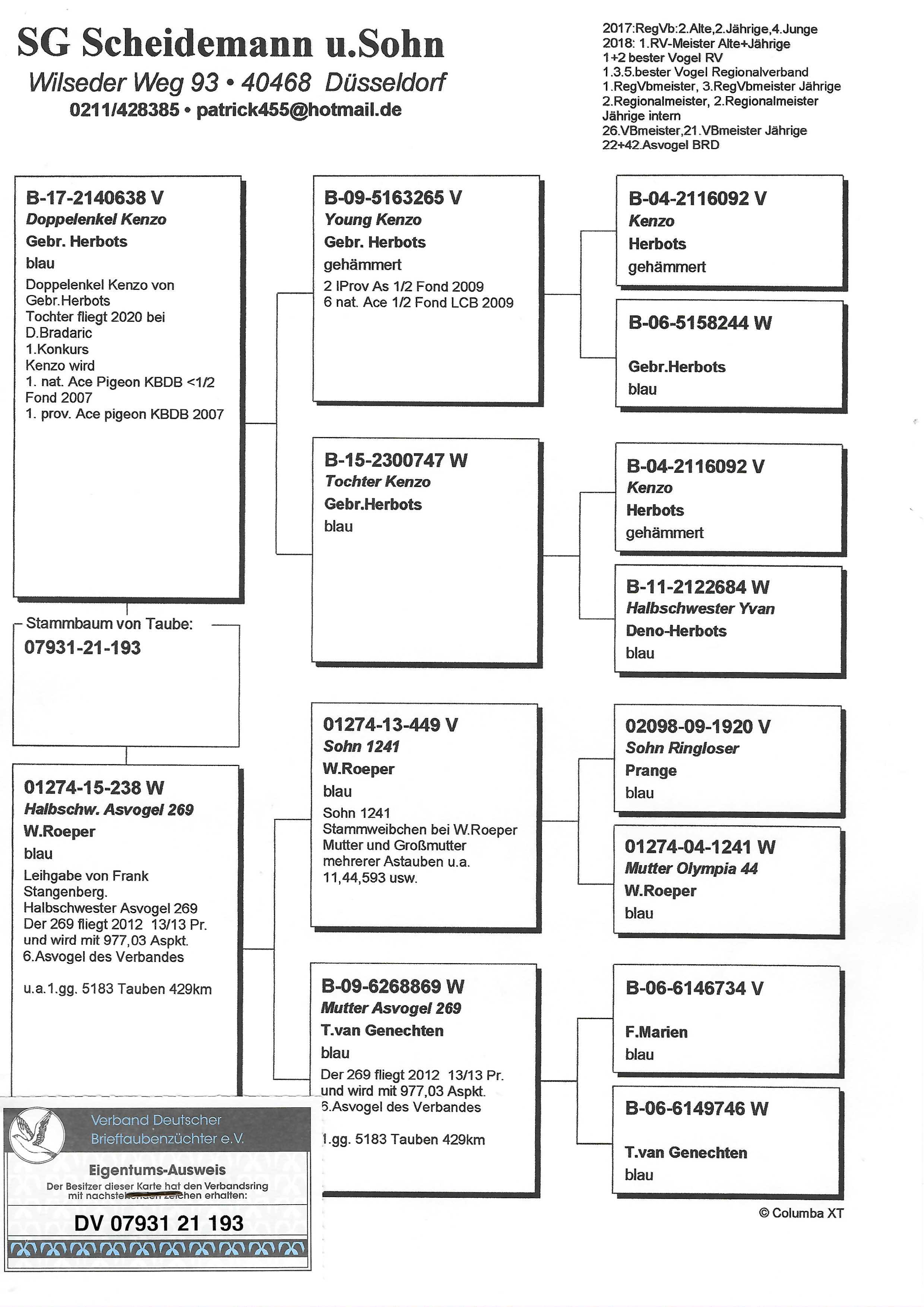 Pigeon pedigree image