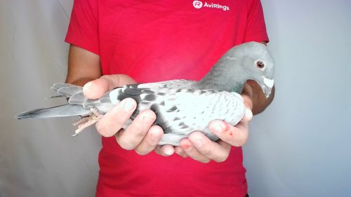Pigeon image