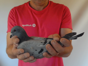 Pigeon image