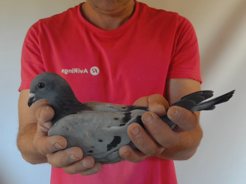Pigeon image