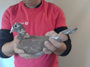 Pigeon image