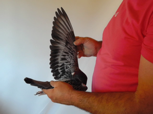 Pigeon image