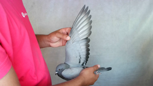 Pigeon image