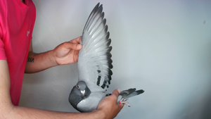 Pigeon image