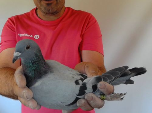 Pigeon image