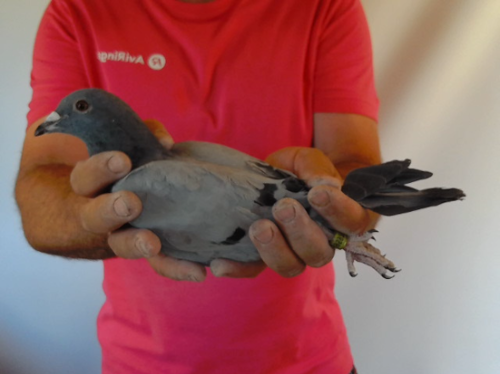 Pigeon image