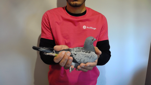 Pigeon image