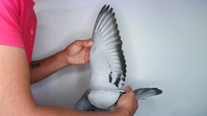 Pigeon image