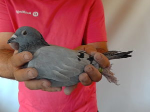 Pigeon image