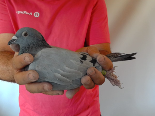 Pigeon image