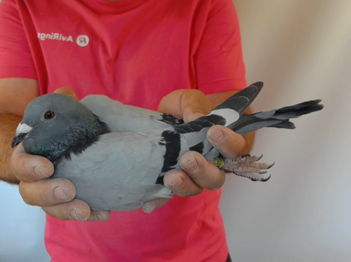 Pigeon image