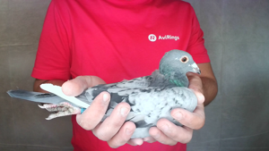 Pigeon image
