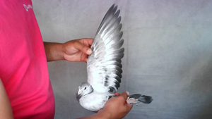 Pigeon image