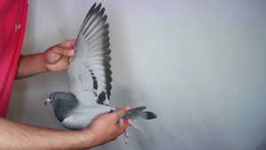Pigeon image