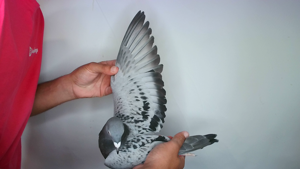 Pigeon image