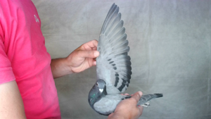 Pigeon image