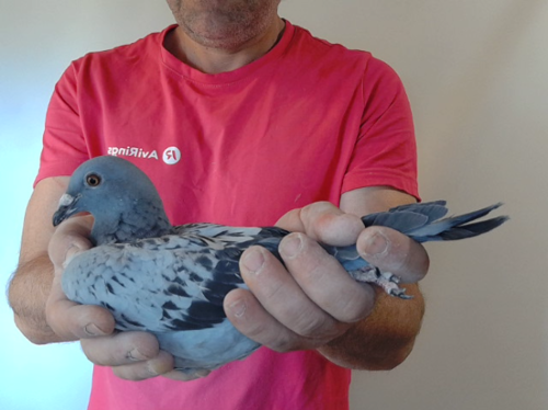 Pigeon image