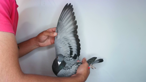 Pigeon image