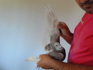 Pigeon image