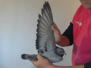 Pigeon image