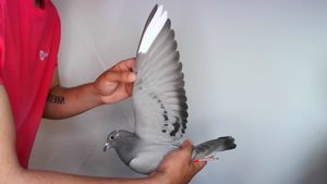 Pigeon image