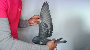 Pigeon image