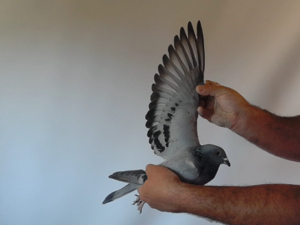 Pigeon image