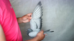 Pigeon image