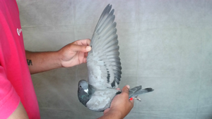 Pigeon image