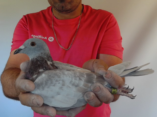 Pigeon image