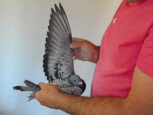 Pigeon image