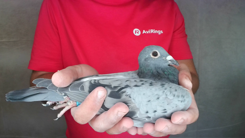 Pigeon image