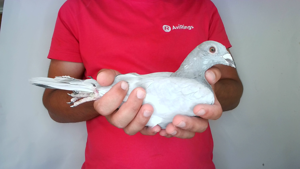Pigeon image