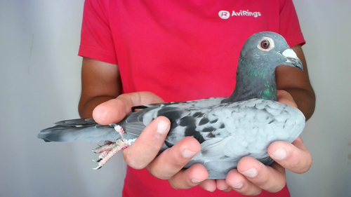 Pigeon image
