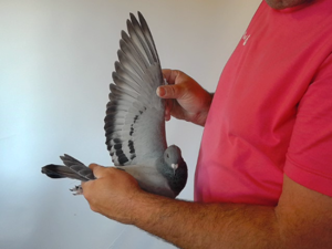 Pigeon image