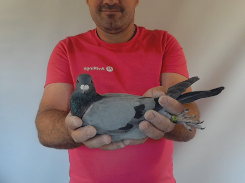 Pigeon image