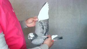 Pigeon image