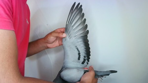 Pigeon image
