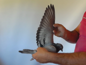 Pigeon image