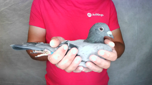 Pigeon image